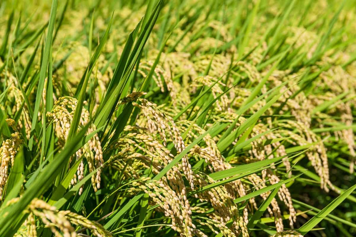 Choosing Quality Seeds for Better Crop Production