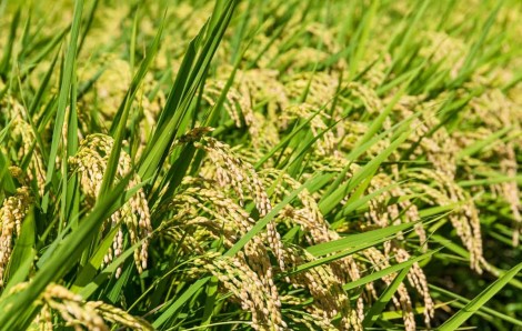 Choosing Quality Seeds for Better Crop Production