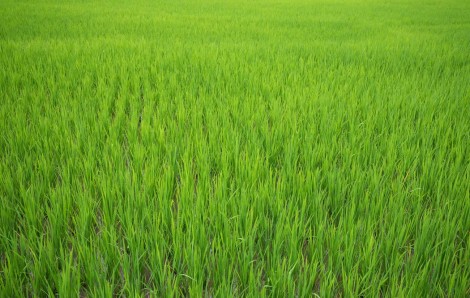Understanding Seed Selection for Different Crops